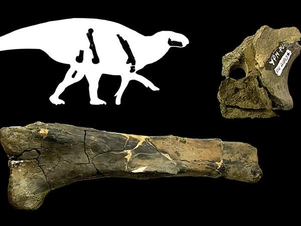 Hadrosaur silhouette and images of fossils