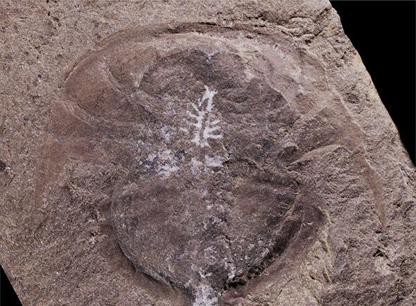 Fossilized horseshoe crab brain