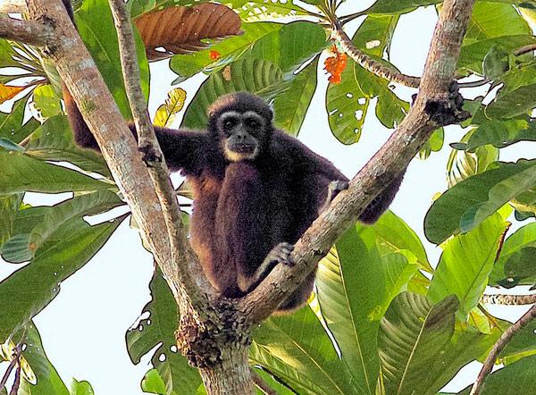 Gibbon in a tree