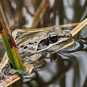 Close up photo of frog hiding in a body of water