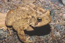 American Toad - Bufo (Anaxyrus) americanus