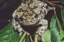 Gray treefrog