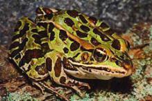 Northern Leopard Frog - Rana pipiens