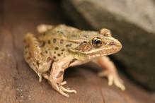 Atlantic Coast Leopard Frog - Rana kauffeldi