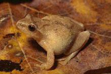 Spring Peeper - Pseudacris crucifer