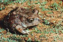 Eastern Spadefoot Toad