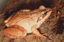 Wood Frog - Rana sylvatica