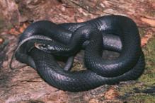 Northern Black Racer - Coluber constrictor constrictor