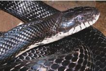 Black Rat Snake - Elaphe obsoleta obsoleta