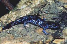 Blue-spotted Salamander - Ambystoma laterale