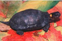 Bog Turtle - Glyptemys muhlenbergii