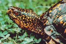 Eastern Box Turtle - Terrapene carolina carolina