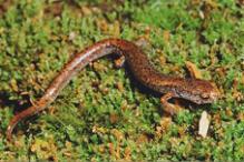 Four-toed Salamander - Hemidactylum scutatum