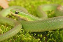 Smooth Green Snake - Opheodrys vernalis