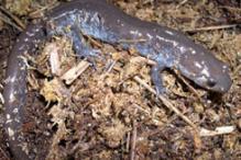 Jefferson Salamander - Ambystoma jeffersonianum