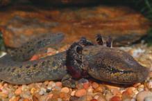 Mudpuppy - Necturus maculosus