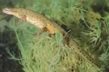 Red-spotted Newt - Notopthalmus viridescens