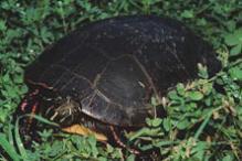 Eastern Painted Turtle - Chrysemys picta marginata