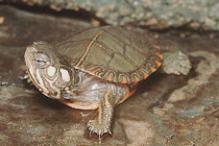 Eastern Painted Turtle - Chrysemys picta marginata