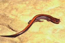 Red-backed Salamander - Plethodon cinereus