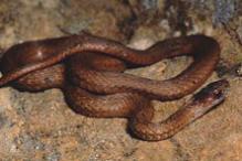Northern Redbelly Snake - Storeria occipitomaculata occipitomaculata