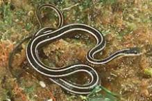 Eastern Ribbon Snake - Thamnophis sauritus