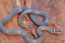 Northern Ringneck Snake - Diadophus punctatus
