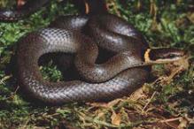 Northern Ringneck Snake - Diadophus punctatus