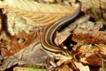 Five-lined Skink - Plestiodon fasciatus