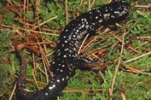 Slimy Salamander - Plethodon glutinosus