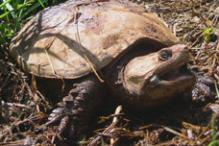 Common Snapping Turtle - Chelydra serpentina