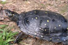 Spotted Turtle - Clemmys guttata