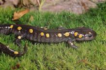 Spotted Salamander - Ambystoma maculatum