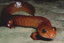 Northern Spring Salamander - Gyrinophilus poryphoriticus