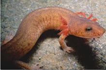 Northern Spring Salamander - Gyrinophilus poryphoriticus