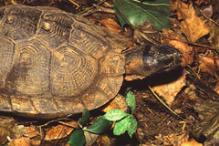 Wood Turtle - Glyptemys insculpta