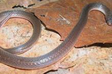 Eastern Worm Snake - Carphophis amoenis