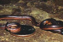 Eastern Worm Snake - Carphophis amoenis
