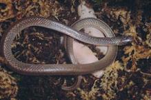 Eastern Worm Snake - Carphophis amoenis