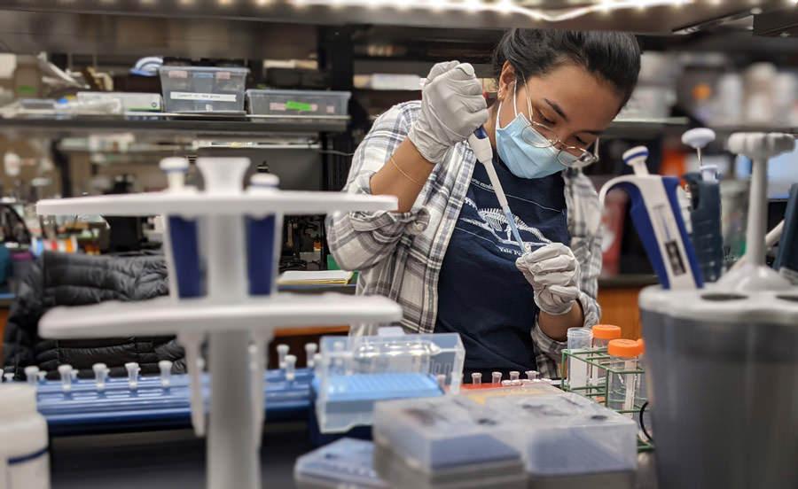 Yara Alshwairikh extracts Wood Frog DNA in a lab to be sent off for sequencing.