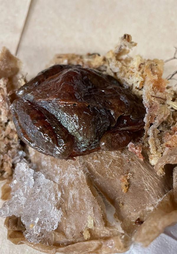 A frozen Wood Frog. In winter, Wood Frogs dig into leaf litter and freeze, only to thaw out in spring. Even the lenses of the eyes freeze.