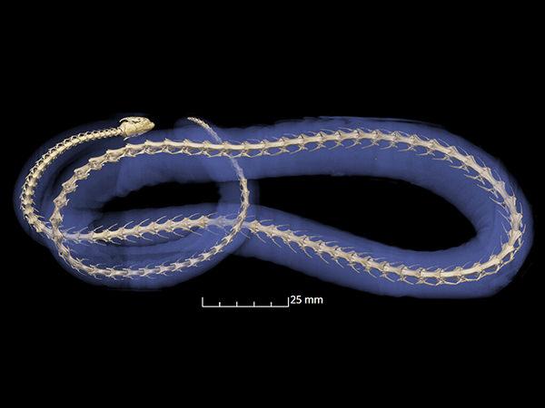 Caecilian x-ray image; credit Jaimi Gray/University of Florida