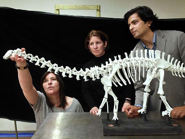 Peabody researchers position a Brontosaurus model; photo credit Arnold Gold/Hearst Media
