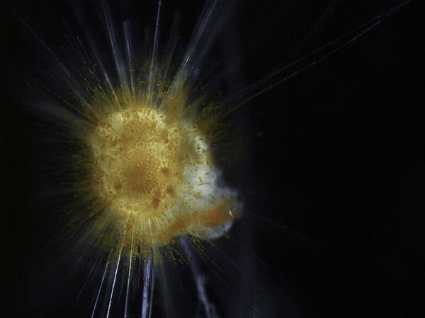Microscope photo of plankton; photo: Daniel Gaskell