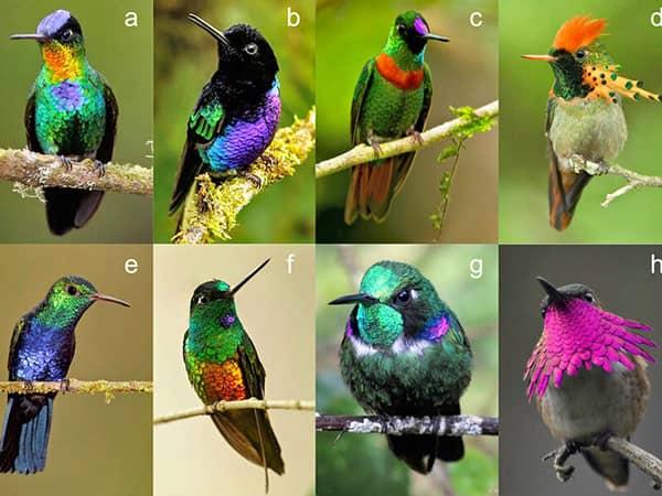 Hummingbirds; credit a.–f. Glenn Bartley; g. Wilmer Quiceno; h. John Cahill.