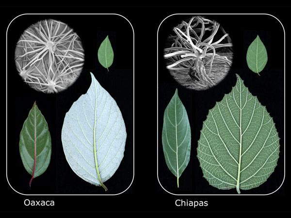 Parallel evolution in leave samples from Mexico; Photo credit: YaleNews