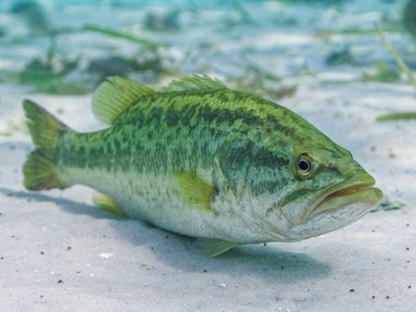 Black bass; photo credit Yale News