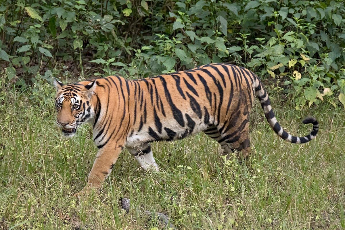 Female Bengal Tiger, Photograph by Charles James Sharp, CC BY-SA 4.0 