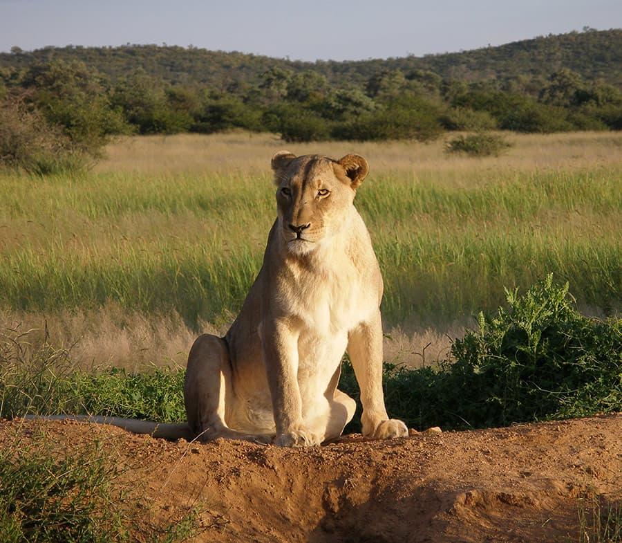 The female African Lion (Panthera leo), in Namibia