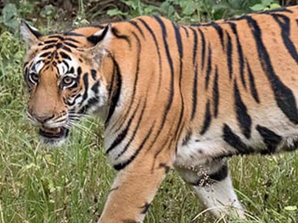Female Bengal Tiger; Photo credit Charles James Sharp, CC BY-SA 4.0